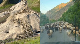 Hakkari'de yayla sezonu gecikmeli başladı