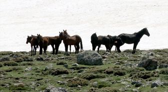 Karlar eriyince Erciyes yaylalarında yılkı atları koşmaya başladı