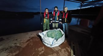 Kastamonu'da barajda kaçak avlanan sazanlar yeniden suya bırakıldı