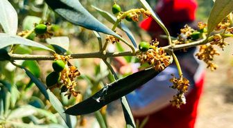 Salihli'de zeytin güvesi alarmı
