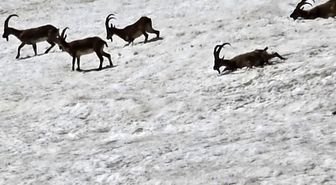 Tunceli'de dağ keçileri ve ayılar aynı bölgede görüntülendi