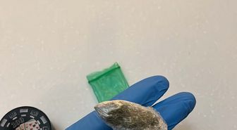 Ünlülere yönelik uyuşturucu soruşturması: 22 gözaltı