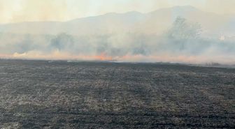 Aydın'da buğday tarlasında yangın
