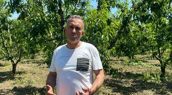 Bursa Ovası'nda dallarda üzüm salkımı gibi nektarin olunca 'tekleme' uzun sürdü