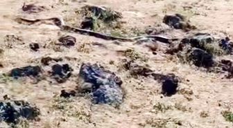 Diyarbakır'da yaklaşık 3 metre uzunluğunda yılan görüntülendi