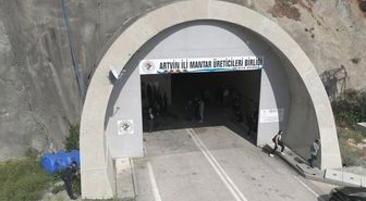 Tünelde üretilen istiridye mantarının ilk hasadı gerçekleştirildi