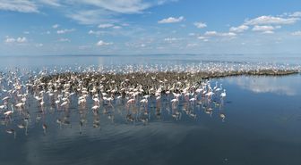 Tuz Gölü'nde 5 bin yavru flamingo kuluçkadan çıktı