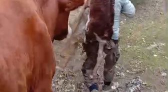 İnek doğum yaptı, çiftçi buzağıyı sırtına alıp eve taşıdı