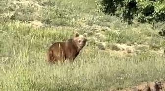 Yozgat'ta ayılar, o köyü mesken tuttu
