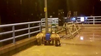 Barajda gece nöbeti tutan güvenlikçiye iki ayı yavrusu sürprizi