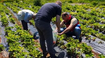 Beyşehir'de çilek hasadı öncesi pestisit denetimleri