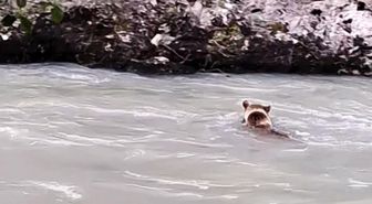 Munzur Nehri'ni geçmeye çalışan ayının mücadelesi kamerada