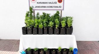 Karaman'da 2 bin 802 kök kenevir ele geçirildi