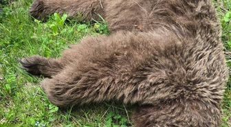 Artvin'de Ayı Saldırısına Uğrayan Adam, Nacakla Karşılık Vererek Ayıyı Yaraladı