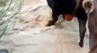 Yusufeli'nde taşan dereden geçen büyükbaş hayvanlar kamerada