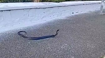 Bozdoğan'da yılanların çiftleşme dansı kamerada