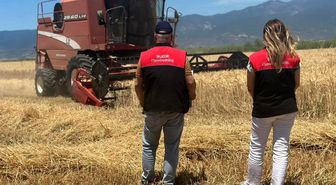 Edremit'te buğday hasadı başladı