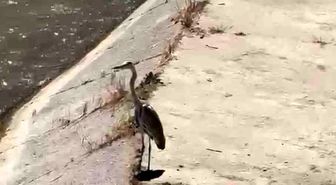 Gri balıkçıl ile martı aynı karede av bekledi