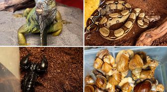 İstanbul'daki evden çıkanlar şaşkına çevirdi! Tarantula, akrep, savan varan ve daha fazlası...