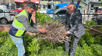 Kırılan daldaki karga yuvası özenle başka dala nakledildi