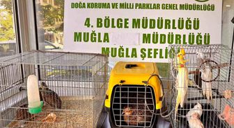 Muğla'da CİMER'e yapılan şikayet, kaçak hayvan ticaretini ele verdi
