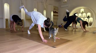 Sporsever kadınlar, yanlarında kedilerle yoga yaptı
