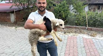 Tokat'ta sağlık personelinden yaralı kuzuya tüm teşekküllü müdahale