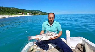 Türkeli'de nadir görülen kötek balığı avlandı