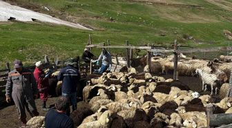 Aydıntepe'de küçükbaş hayvanlarda aşılama ve küpeleme çalışmaları sürüyor