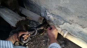 Hindistan değil Türkiye! Bakmaya bile korkanlar varken koca yılanı koluna doladı