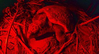 Belek Sahili'nde caretta carettanın yumurtlama anı görüntülendi