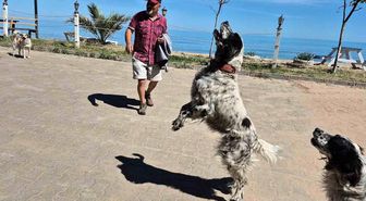 Bunlar da dronsavar köpekler