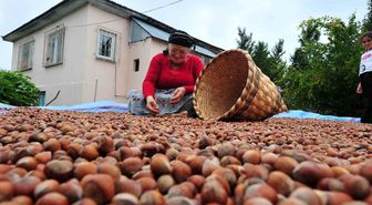 Düzce'den AB ülkelerine 5 bin 291 ton fındık ihraç edildi