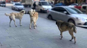 Sahipsiz köpeklerin tamamı yıl sonuna kadar barınaklara alınacak