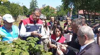 Samsun'da kahverengi kokarca zararlısı ile biyolojik mücadele için doğaya samuray arıcığı salındı