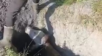 Define aramak için kazılan çukura düşen inek kurtarıldı