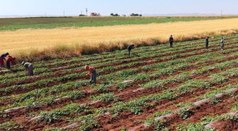 Dolunun vurduğu Diyarbakır karpuzunda hasat bu yıl gecikecek