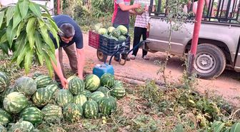 Hayırsever çiftçinin tarlası bu yıl öğrencilerin için hasat edildi