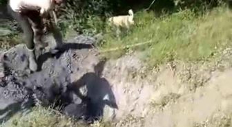 Merada otlayan büyükbaş hayvan define çukuruna düştü
