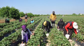 Mersin'de açık alanda üretilen tescilli Silifke çileğinde hasat sürüyor