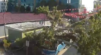 Osmaniye'de çınar ağacı, halk otobüsünün üzerine düştü: Saniyelerle kurtuldu