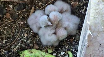 Saksıda yumurtlayan kerkenez 6. kattaki balkonu yaban hayatına çevirdi