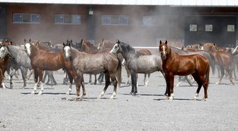 Şampiyon soyundan gelen 'elit taylar' hipodromlara hazırlanıyor