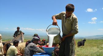 Yaylalarda konaklamaya başlayan göçerlerin süt sağım mesaisi başladı