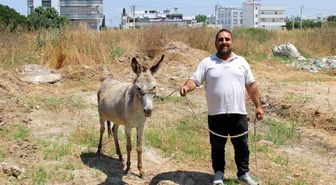 Adanalılar eşeklerin sahibini arıyor