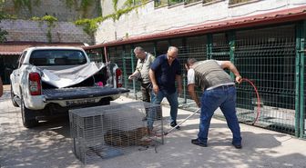 Bilecik'te yaralı bulunan çakal tedavisinin ardından doğaya bırakıldı