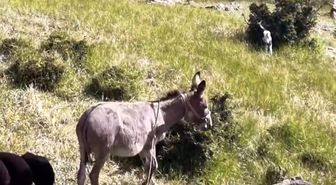 Elazığ'da sürüden ayrılan eşeği dronun sesi geri getirdi
