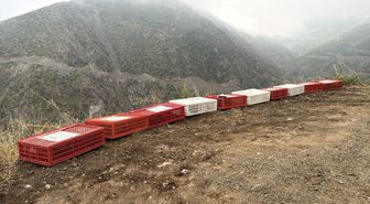 Hatay'da 400 keklik doğaya salındı