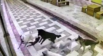 Kedinin tek başına 6 köpekle mücadele ettiği anlar kameraya yansıdı