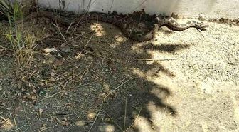 Menteşe'de zehirli engerek okul bahçesinde görüldü